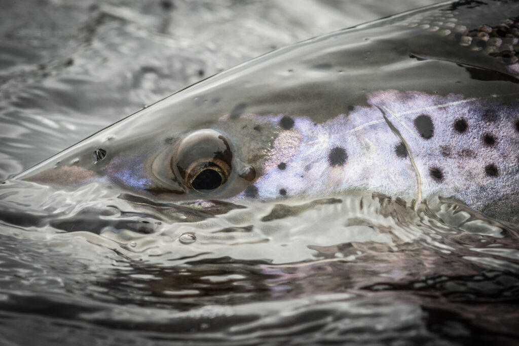 Atlantic salmon (Salmo salar) Miramichi river, New Brunswick, Canada. June 2017.