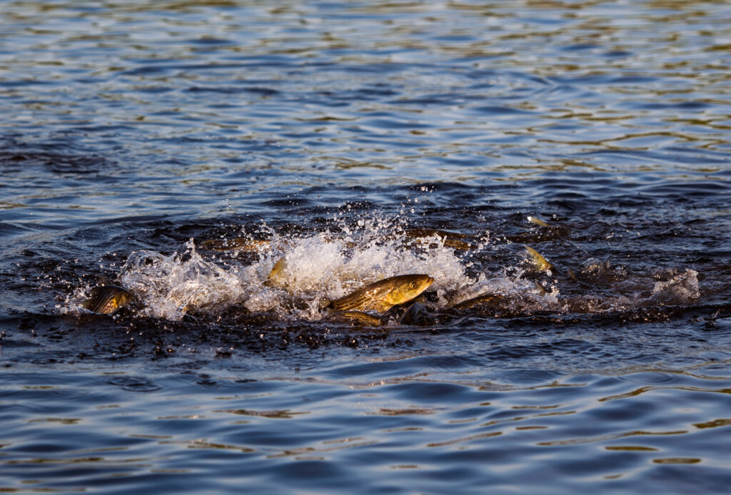 striped-bass-leap-original