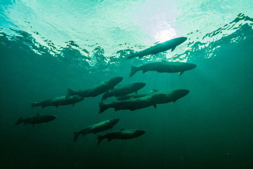 water-salmon-background-1024x683 (1)