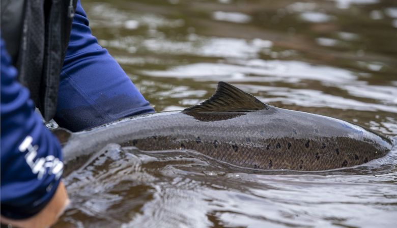 1360-justin-pulsifer