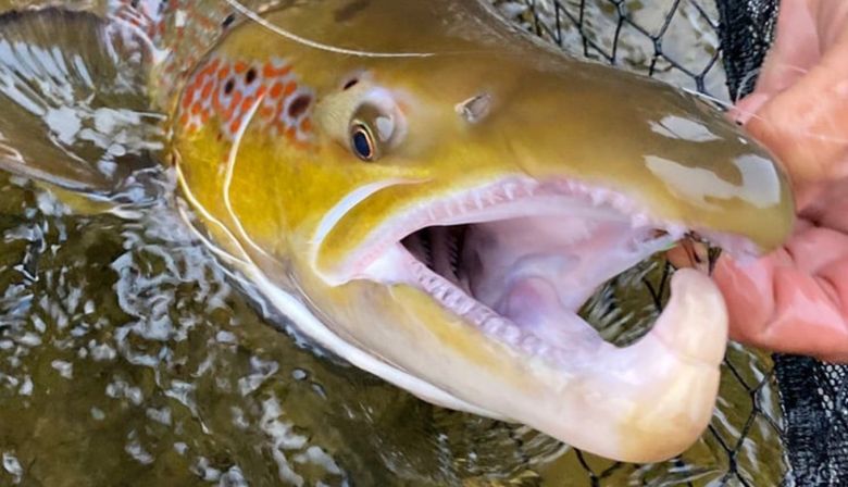 1360-teeth-Cascapedia-salmon-Dan-Greenberg-2