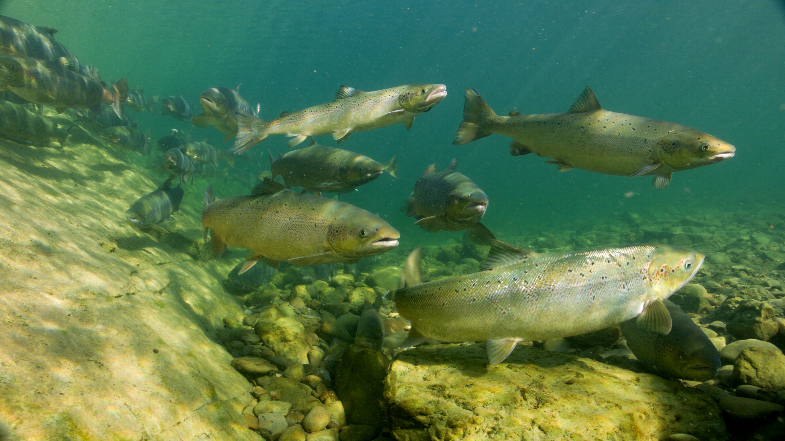 Atlantic-salmon-Hawkins-20241002-21-scaled