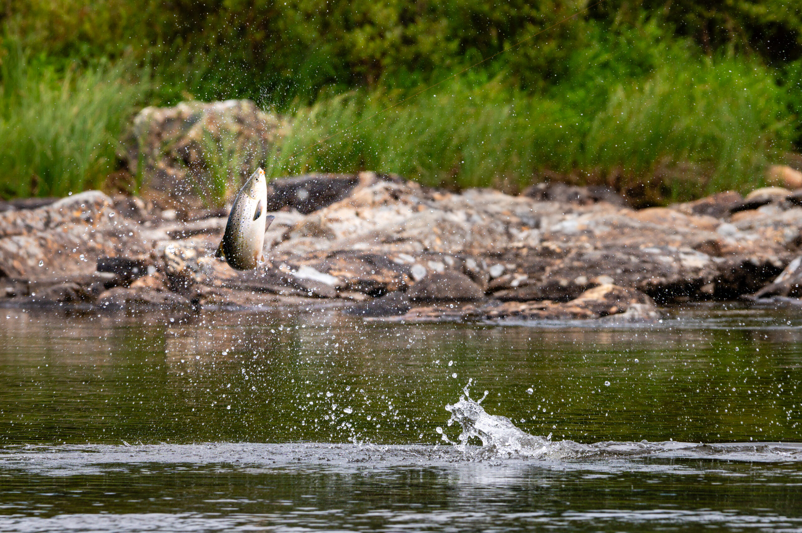 DSC_0182-Enhanced-SR-scaled