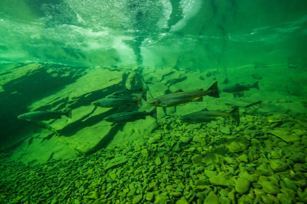 Dollars-and-Sense-Opener-