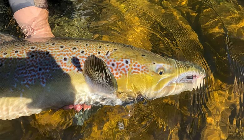 Les-belles-couleurs-dun-Saumon-de-la-Cascapédia-Photo-Andrew-Bouffard-–-Up-close-a-beautifully-coloured-cock-salmon-from-the-Cascapedia_-gigapixel