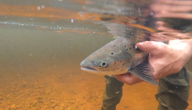 Mark-Dort-Underwater-Grilse