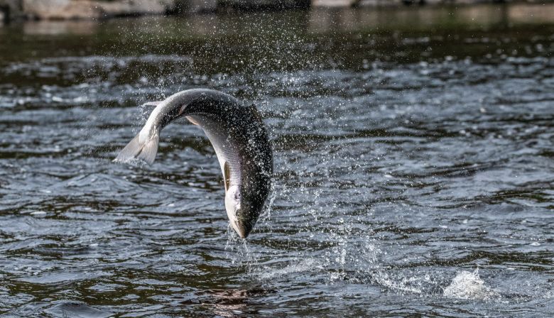 Nick-Hawkins-Atlantic-salmon-ASF-archive-1269