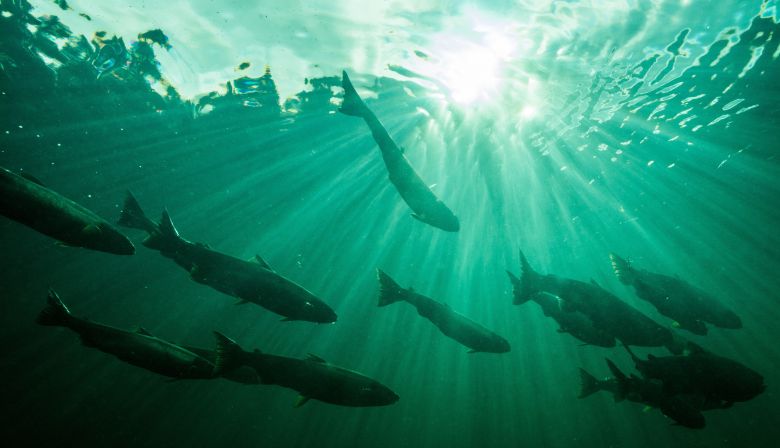 Nick-Hawkins-Atlantic-salmon-ASF-archive-3135