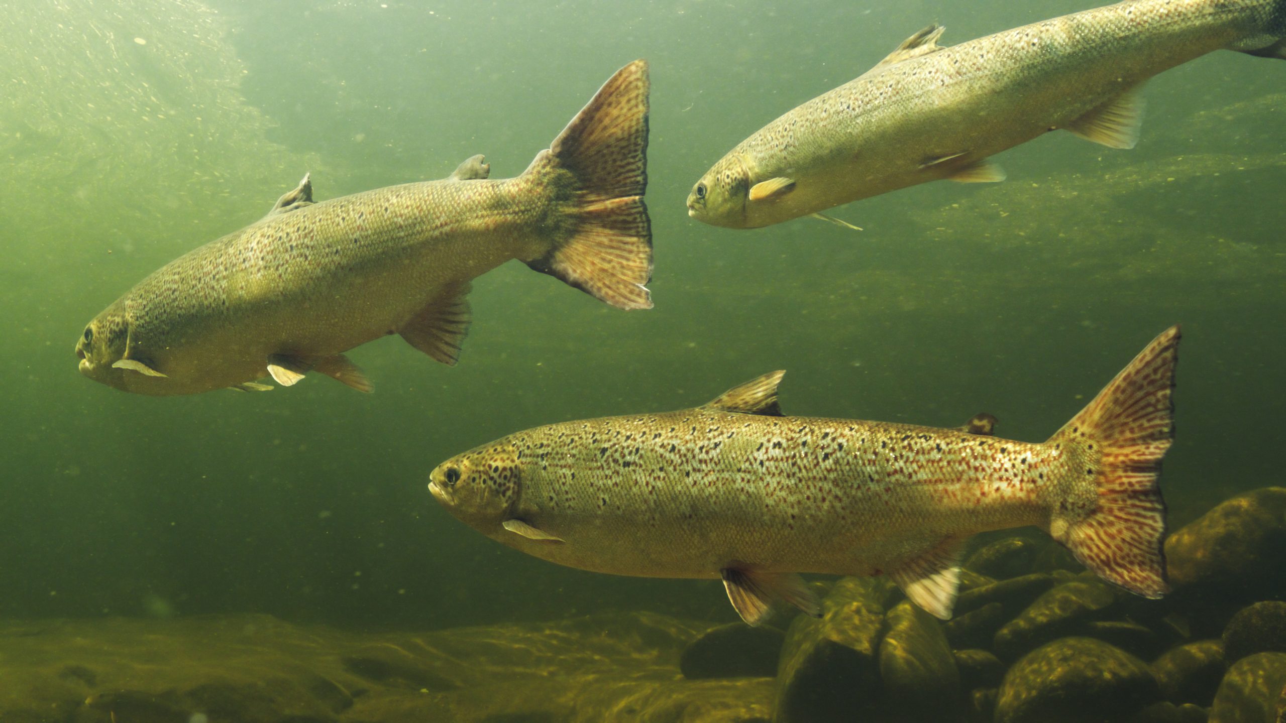 Salmon-Sandy-River-Credit-Nick-Hawkins-scaled