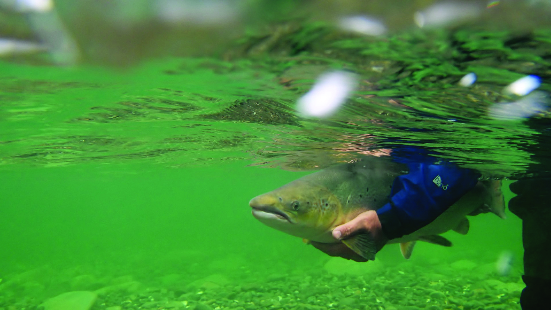 Angler : Christian Kirouac 
Photograph : Louis Parisien 
 
This salmon was caught on the Bonaventure river on july the 22nd, 2015 !
Weight : around 14 pounds 
Length : 34 inch
Sector B 
Pool : Salmon (24) 
Time : 17:05
 
It was around 17h05 and I started my run with a green machine, after maybe 15 cast on my way down I decided to switch my fly to a Blue Charm #6, I kept the same length for my first cast and after I switch my fly a salmon took the Blue Charm.   A good fight and 15 minutes later mister salmon was free and ready to go ! 
 
It was a real pleasure to see him go and swim free in his river. 
 Christian Kirouac