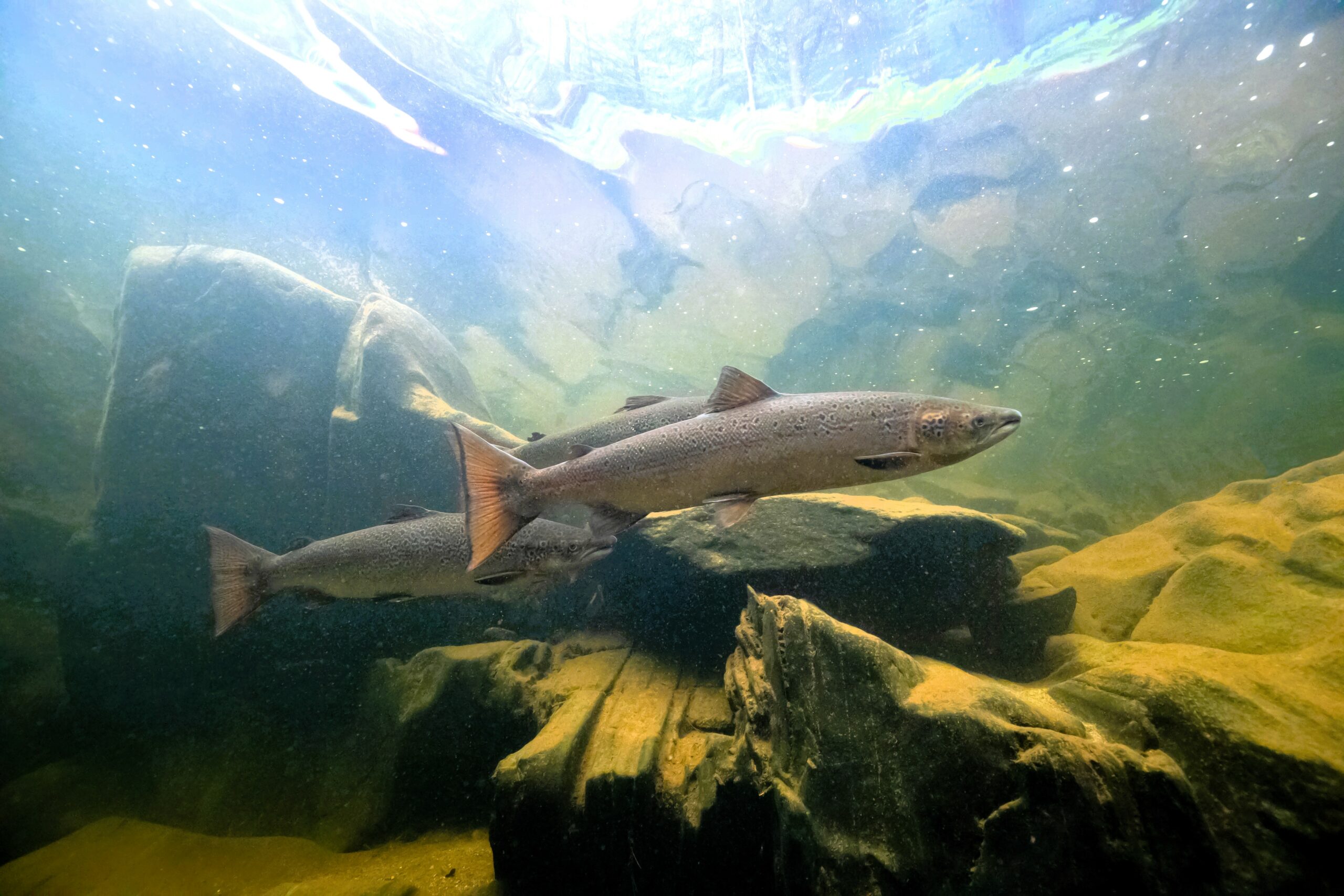 Sandy-Salmon-Madrid-2020-scaled