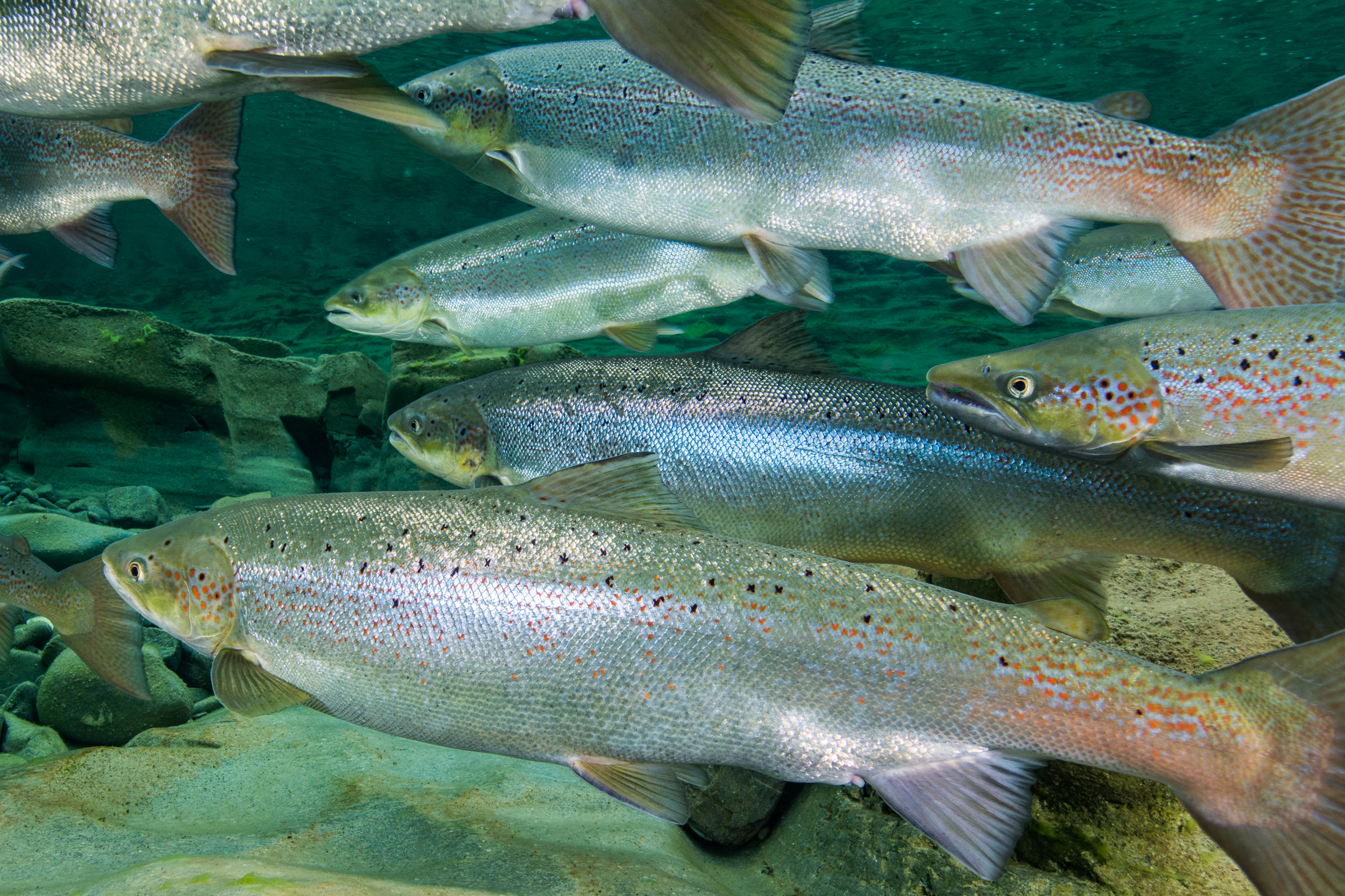 Atlantic salmon (Salmo salar) Gaspe Peninsulsa, Quebec, Canada. October 2017.