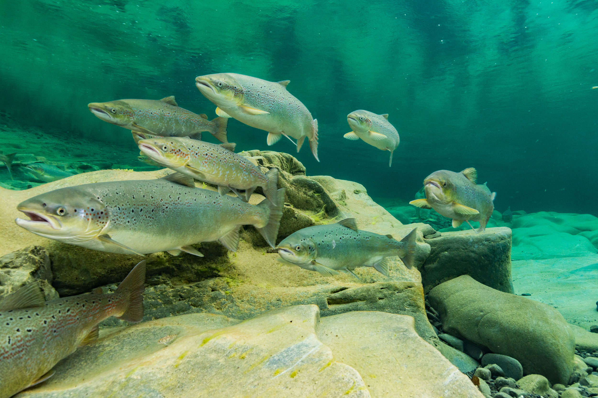 Atlantic salmon (Salmo salar) Gaspe Peninsulsa, Quebec, Canada. October 2017.