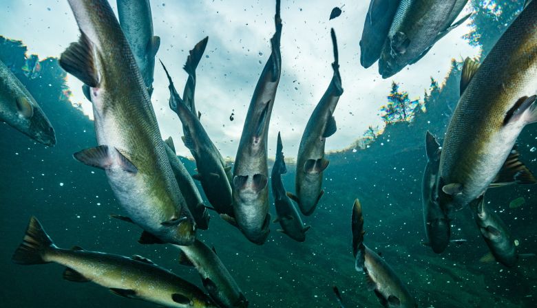atlantic-salmon-quebec-Nick-Hawkins-3651