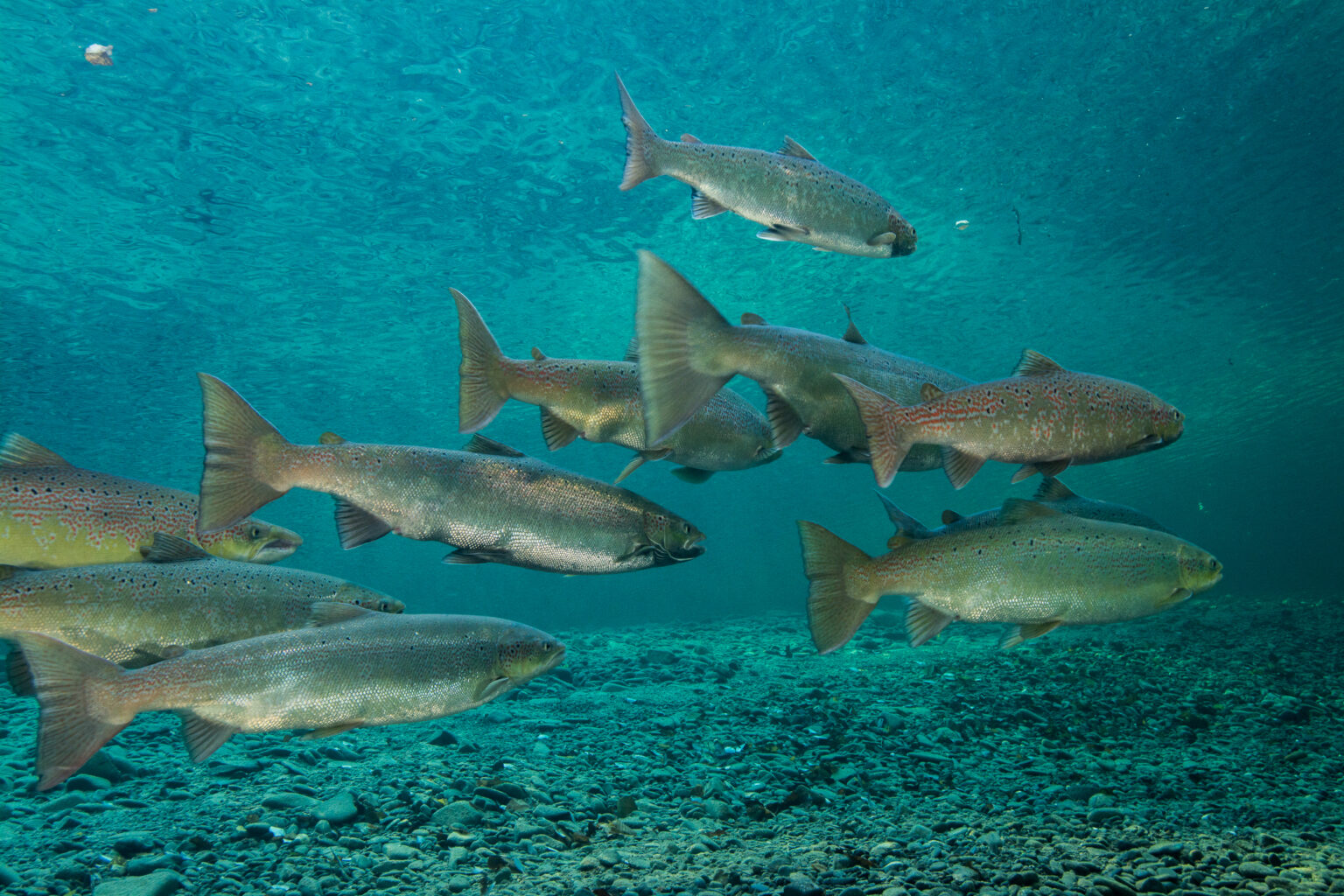 Atlantic salmon (Salmo salar) Gaspe Peninsulsa, Quebec, Canada. October 2017.