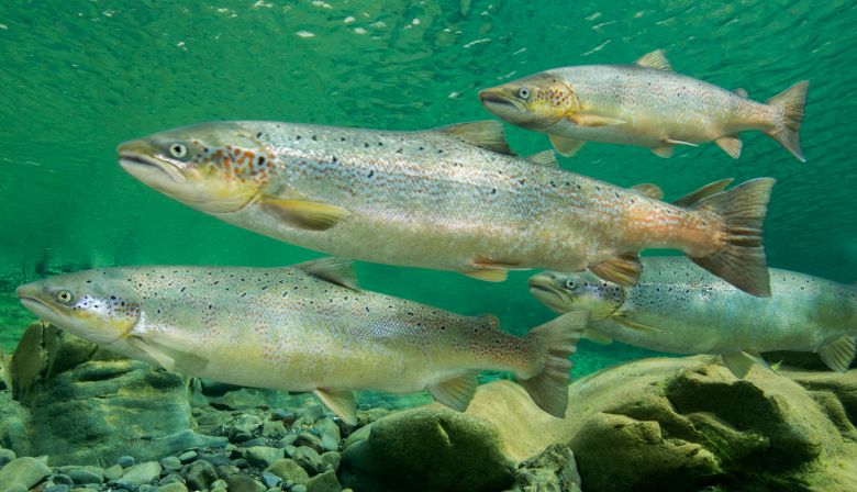 atlantic-salmon-quebec-Nick-Hawkins-4746-1