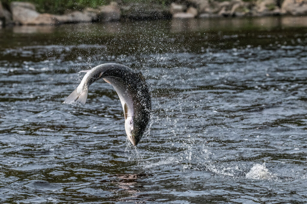 life-of-salmon-1024x683