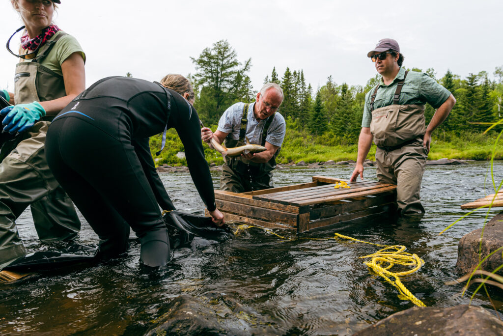 river-atlantic-salmon-1024x684