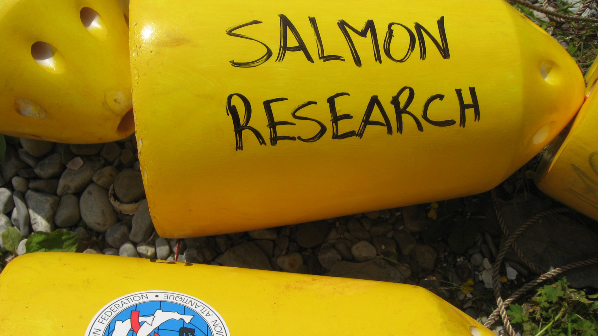 salmonresearch
