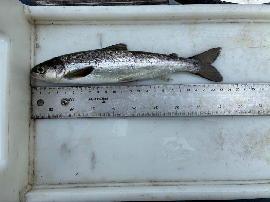 A smolt from Little Falls on Maine's Narraguagus River. <p></p>Photo: Maine Dept. of Marine Resources
