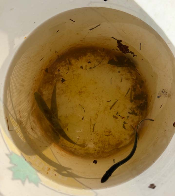 The first smolt of the year  collected in New Brunswick at the Nashwaak collection site operated jointly by DFO and The Nashwaak Watershed Association. Photo: The Nashwaak Watershed Association