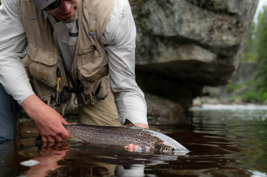 Last year's grilse numbers may bode well for this year's anglers.<p></p>Photo: Nathan Wilbur/ASF