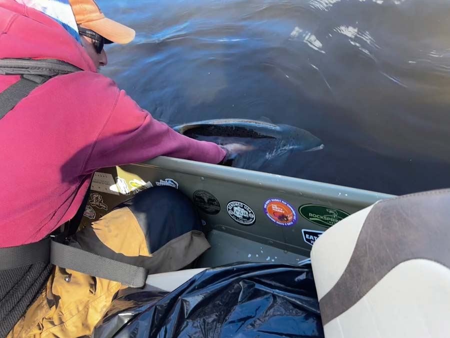 Alex Morrison from Halifax, Nova Scotia landed his first Atlantic Salmon ever, guided by Ian Cavanagh of Country Haven. Photo: Ian Cavanagh
