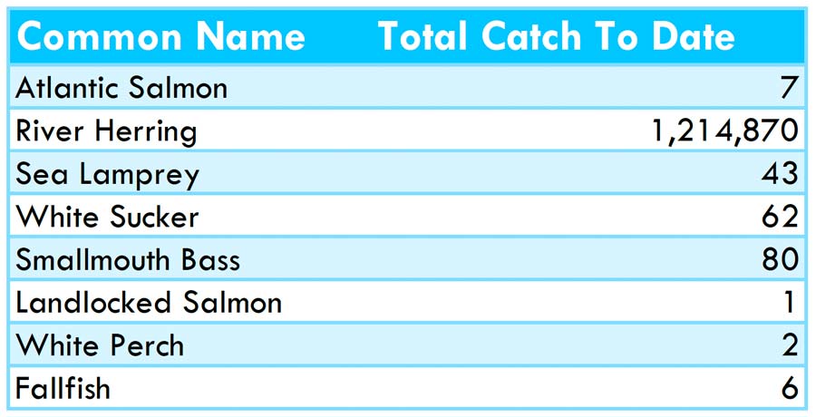 517fishcounts
