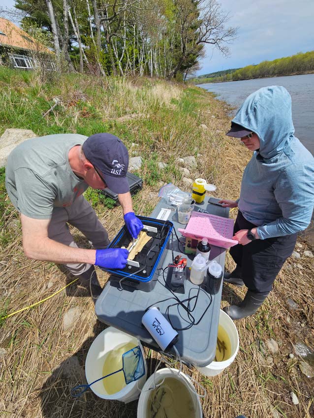 Graham Chafe (left) and Kate Gingles take smolt at Ludlow near Boiestown, New Brunswick, on the Southwest Miramichi River. Photo: Axel Lerche