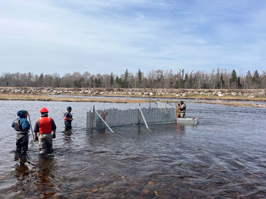 DFO and St. Mary's River Association crews work to install a counting fence on the West Branch of the St. Mary's. Photo: Bruce Wheadon