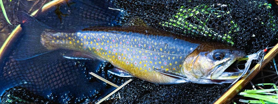 This beautiful brookie is no substitute for a salmon, but on a 4- or 5-weight these fish are great fun. Photo: Brad Burns