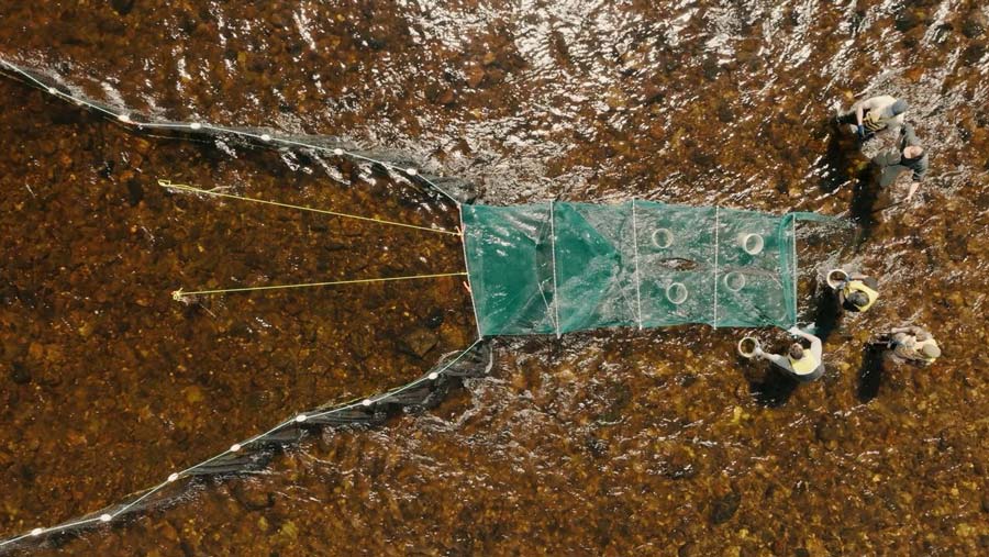 The addition of fyke nets aided with smolt collection on the Northwest Miramichi River. Photo: Nathan Plamondon