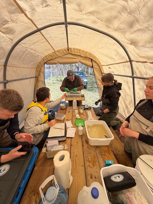 Chéticamp River Salmon Association and Parks Canada volunteers tag smolt. <br>Photo: Matt Russell 