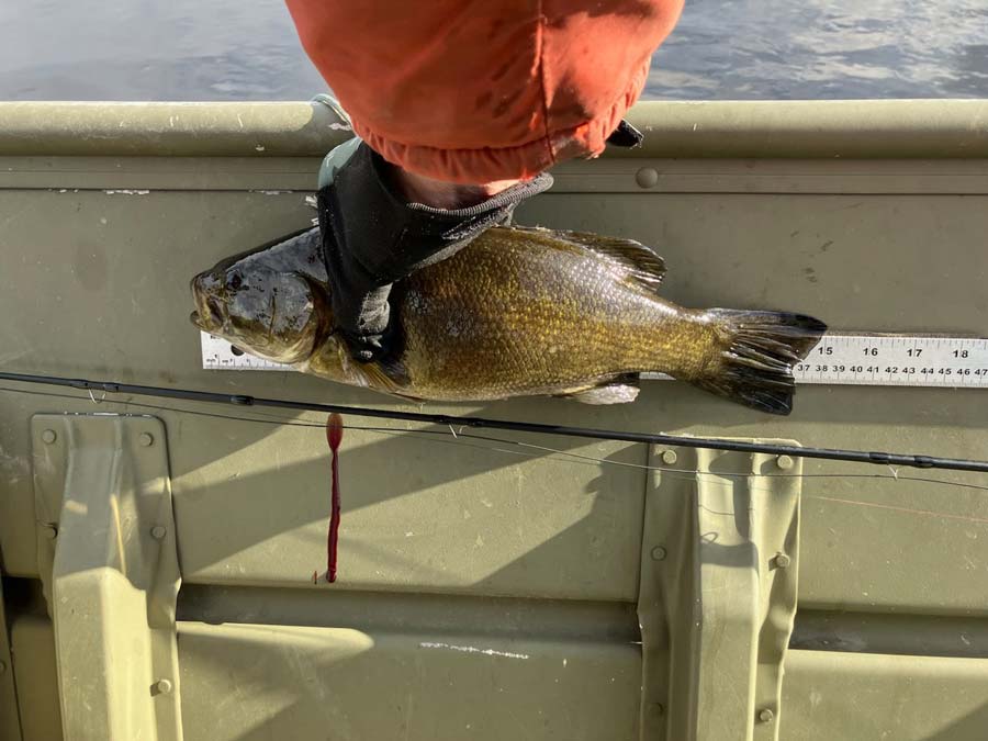 Miramichi anglers report catching some large smallmouth bass, which must be retained, according to new regulations. Photo: Axel Lerche