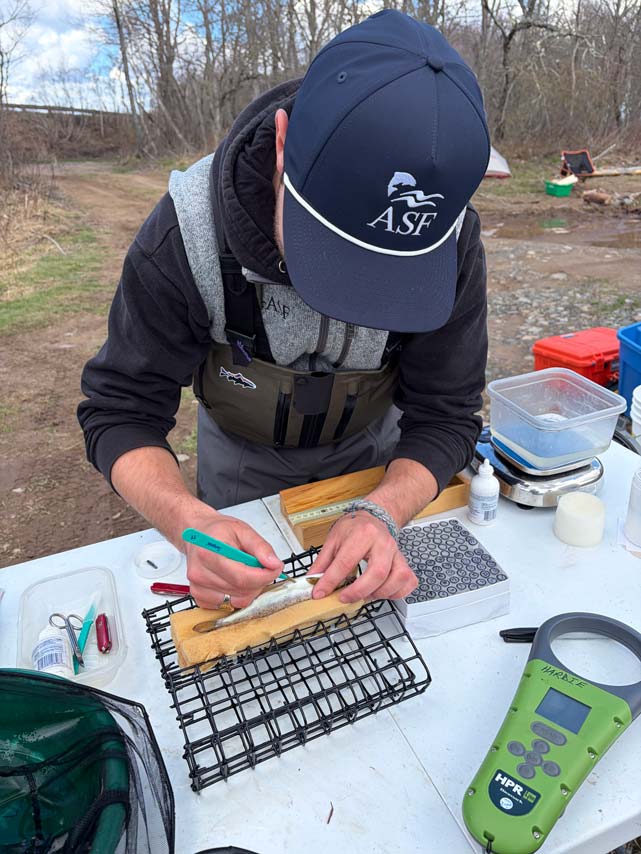 ASF's Matt Russell tags a smolt on the St. Mary's. Photo: Branden Hillier