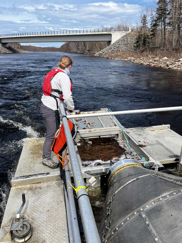 Sophie Ehlers of Parks Canada checks and cleans a smolt wheel. Photo: Jordan Condon 