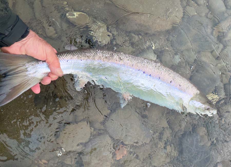 One of two salmon caught and released by photographer Michael yesterday morning. Photo: Michael Baytoff
