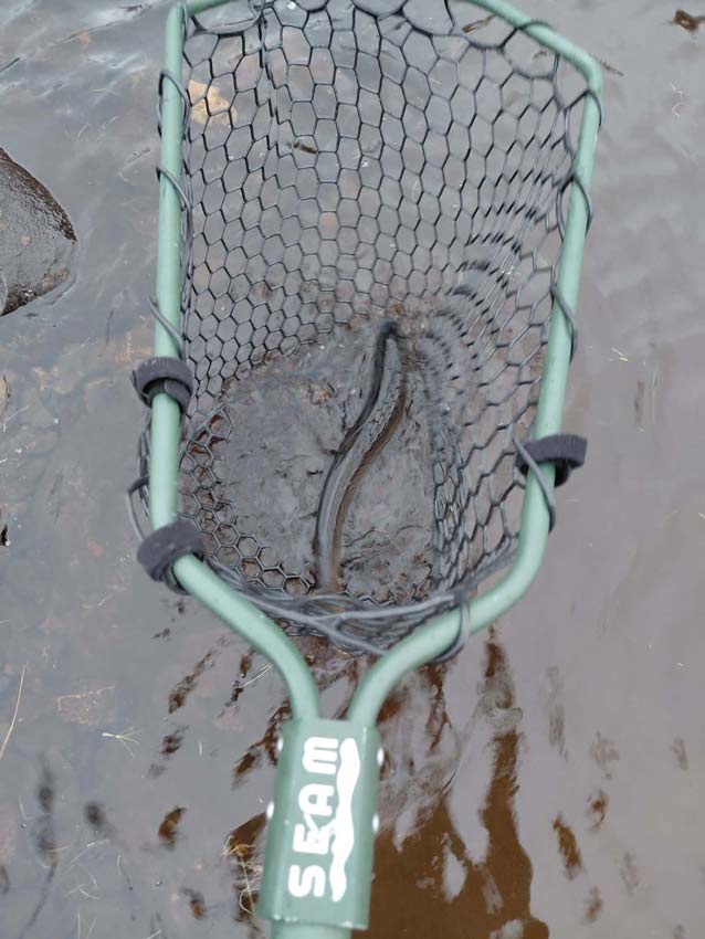 This salmon, released by Cash Canning, took a Dirty Bomber and put up a strong fight. Photo: Cash Canning