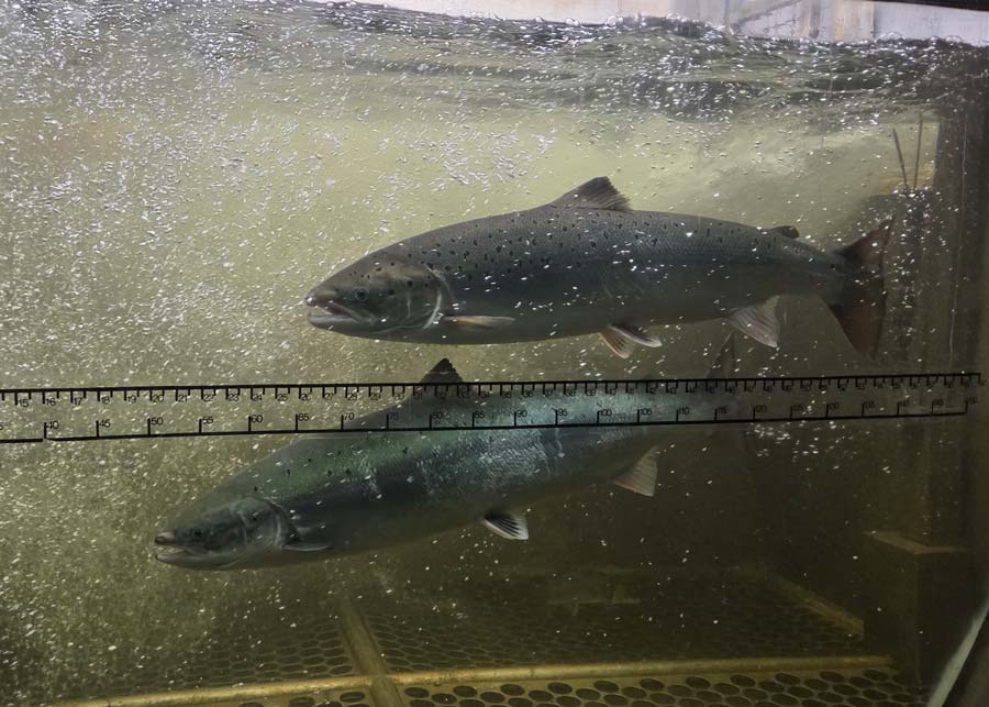 Two large salmon in the Matane River fishway on June 10.
Photo: Matane River Management Society