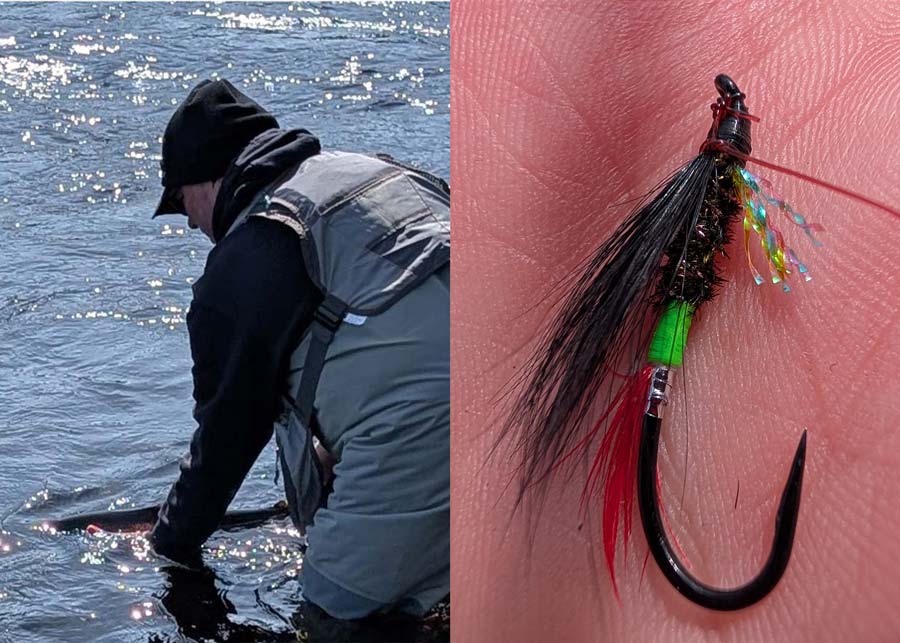 Colin releasing his first salmon of the season caught with his new fly pattern named after his late father, Carson. Photos: Carry (left) and Colin Burridge (right)