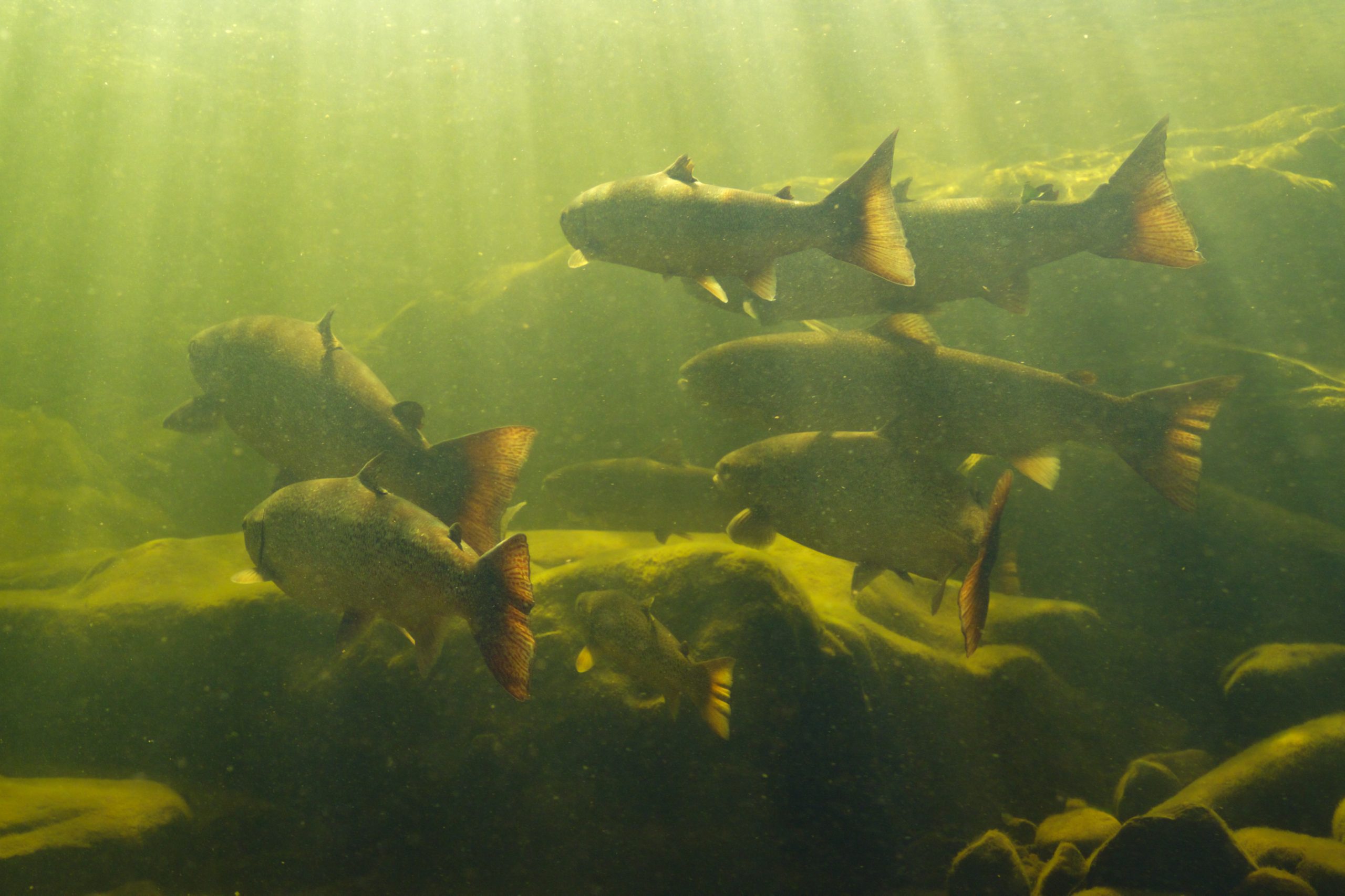 salmon-20_1.42.2 (2)