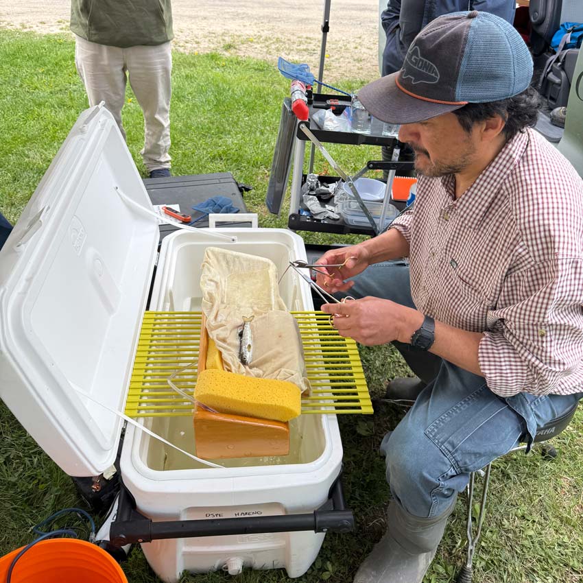 Pedro from DFO inserts an acoustic tag in a captured smolt. Photo: Caroline Côté