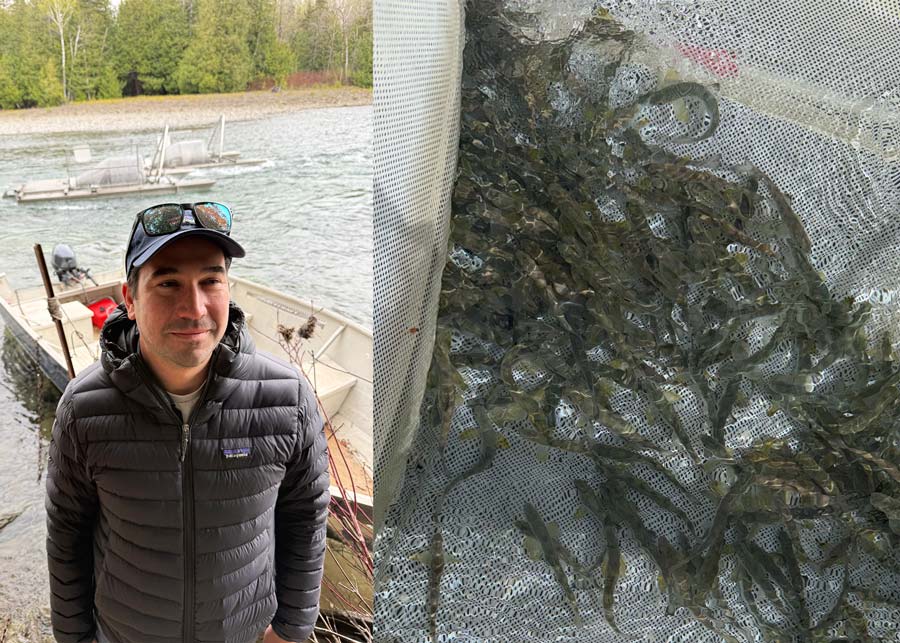 À gauche : Benoît Bond, directeur général de Saumon Gaspé, se tient devant les deux roues à saumoneaux de la rivière Saint-Jean. À droite : des saumoneaux dans une cage de rétention se maintiennent face au courant. Photos : Martin Silverstone.